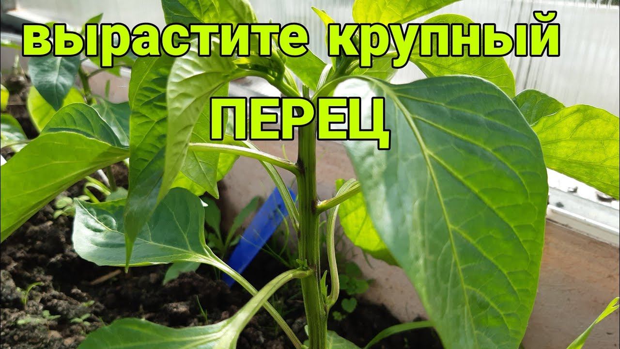 Выращивание крупного перца смотреть онлайн
