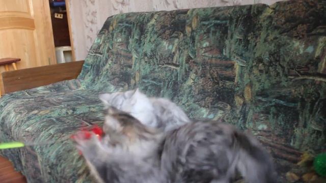 Котята из питомника Формула Успеха. помет "U". смотреть онлайн