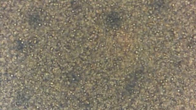 Bacteria in Probiotics смотреть онлайн