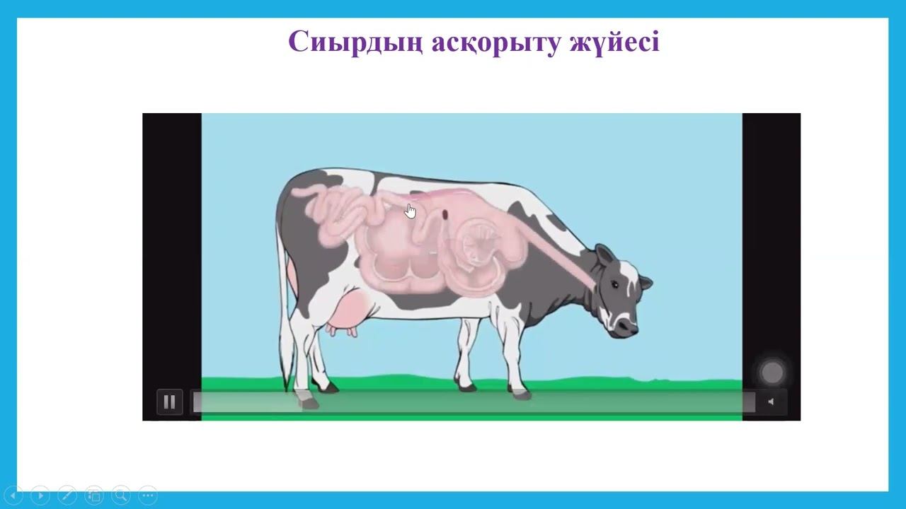 Омыртқасыз , күйіс қайыратын (сиыр) жануарлар мен адамның ас қорыту жүйесінің құрылысын салыстыру смотреть онлайн