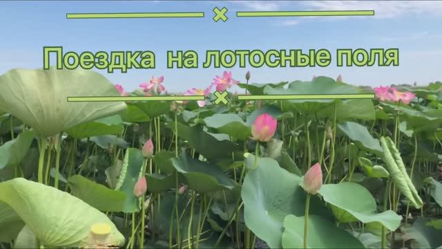 Лотосные поля, база отдыха «Ольга», Дельта Астраханской области, июль 2022 года #лотос #астрахань