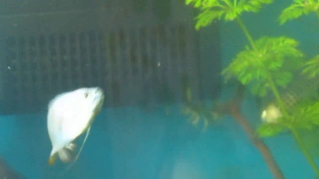 gourami.mov смотреть онлайн