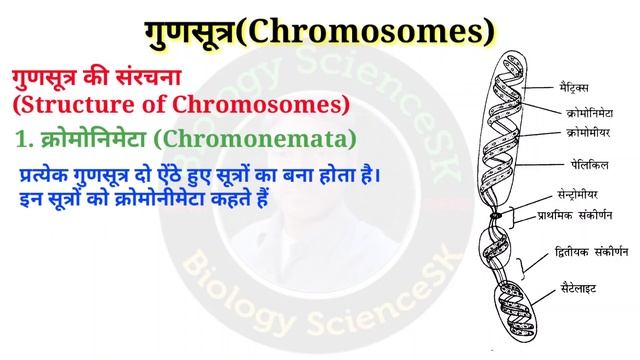 chromosome | gunsutra | chromosome structure and function | gunsutra ki sanrachna, karya | गुणसूत्र смотреть онлайн
