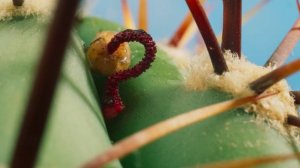 Пустыня Атакама.