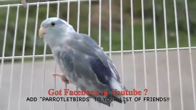 Pacific Parrotlet Dominant Blue Pied Parrotletbirds смотреть онлайн
