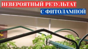 ФИТОЛАМПУ ДЛЯ РАССАДЫ ВЫБИРАЛА ТРИ ГОДА - САМЫЙ УДАЧНЫЙ ФИТОСВЕТИЛЬНИК ДЛЯ КОРЕНАСТОЙ РАССАДЫ