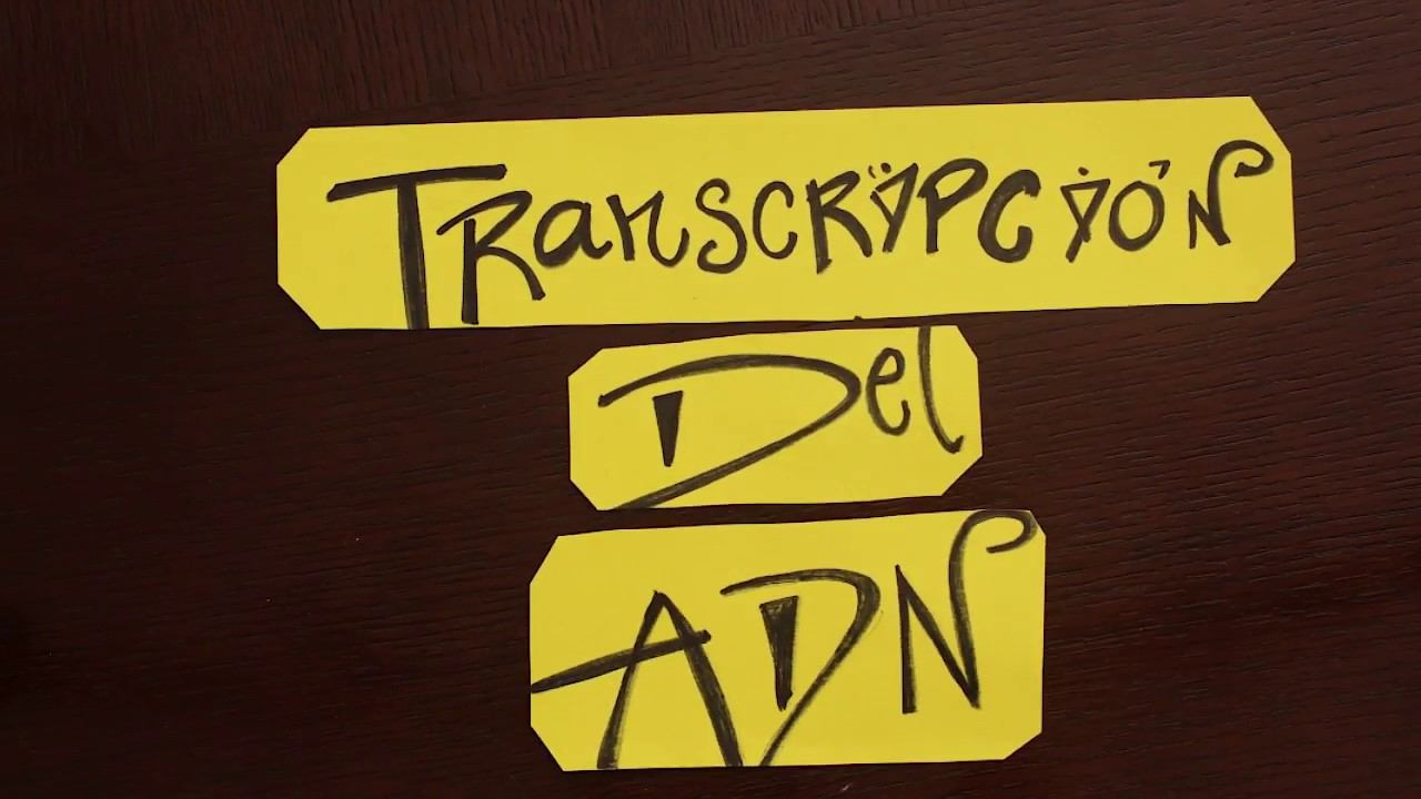TRANSCRIPCION DEL ADN смотреть онлайн