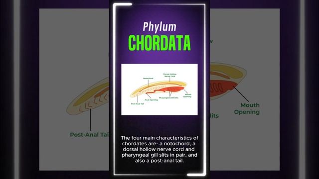 Phylum Chordata #ChordataCharacteristics #VertebrateVideo #AnimalAnatomy #EvolutionaryBiology #shor смотреть онлайн