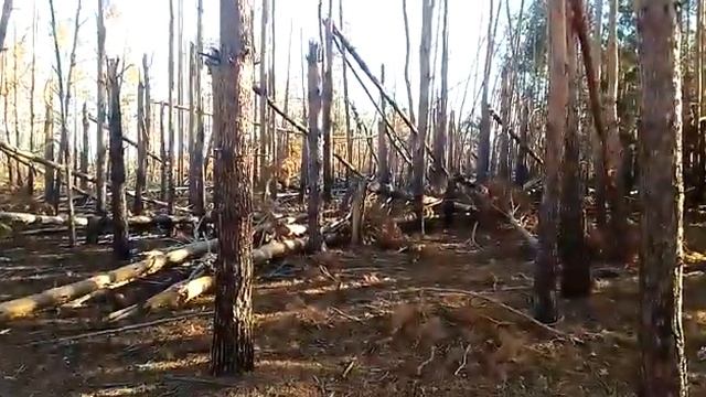 Последствия урагана в сосновом лесу смотреть онлайн