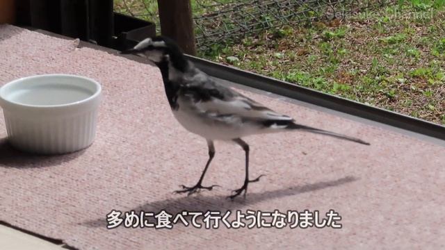 春のハクセキレイたち - さようならジョビ男 смотреть онлайн