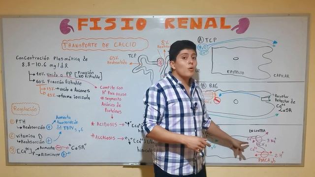 Transporte de Calcio en la nefrona (FISIOLOGÍA) смотреть онлайн
