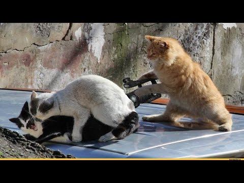 СМЕШНЫЕ КОТЫ И ДРУГИЕ ЖИВОТНЫЕ / 4 МИНУТЫ СМЕХА / FUNNY CATS AND OTHER ANIMALS смотреть онлайн