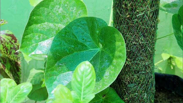 How to Use Amino Acid Organic fertilizer for Plants एमीनो एसिड जैविक खाद कैसे उपयोग करें смотреть онлайн