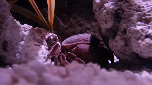 ПОДВОДНАЯ ЖИЗНЬ! ОКЕАНАРИУМ В ЮЖ. КОРЕЕ (Пусан)! смотреть онлайн