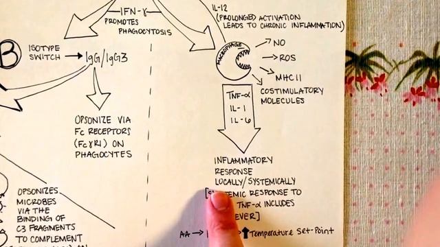 Development of TH1 and TH17 смотреть онлайн