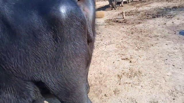 Philin Jhoti | Beautiful Buffalo | Price 2,70000 Rupees | Ph No : 03037742643 | 82 Animal TV | смотреть онлайн