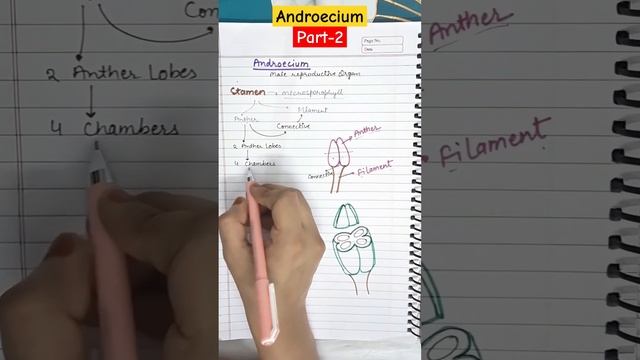 AndroeciumMale reproductive organ of flower#bsc #botany #12thclass #10thclass #neet@sabausmani6911 смотреть онлайн