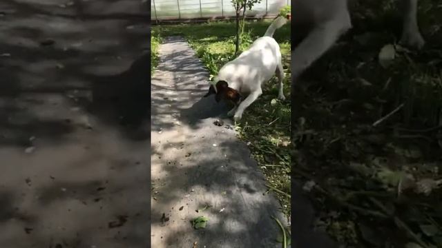 Охотник фокстерьер в деле #shorts #охота смотреть онлайн