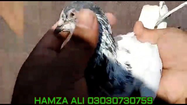 High Flyer Pigeons | Resulted Breeder Pair смотреть онлайн