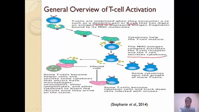 CD8 and CD4 T-cells смотреть онлайн