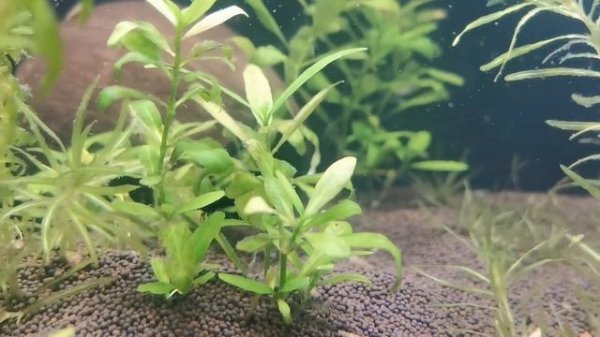 неоны с креветками.