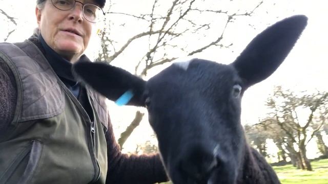 My Crow Video Seems To've Upset & Offended. Kristal Helps Me Explain