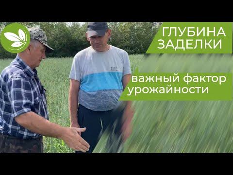 ПРАВИЛЬНАЯ Глубина Заделки Семян ПШЕНИЦЫ!! Макогон А.В. Родинский р-н. смотреть онлайн
