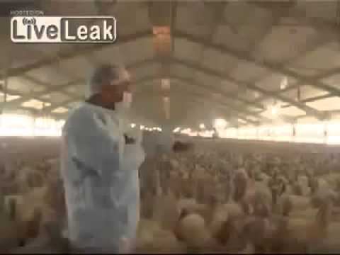 Индюки на демонстрации! Смешно до слез! смотреть онлайн