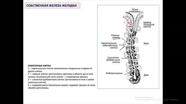 Гиста 2.1, Пищ. сис-ма поддиафрагмальный отдел 30.10.2020 Занятие 2 смотреть онлайн