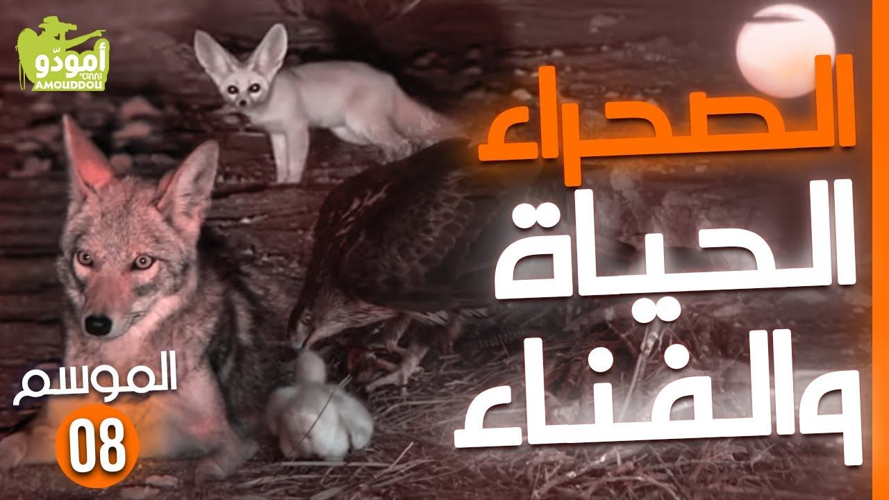 Amouddou TV 120 Le desert vivant أمودّو / الصحراء، الحياة والفناء смотреть онлайн