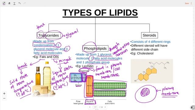 1.3 Lipids смотреть онлайн