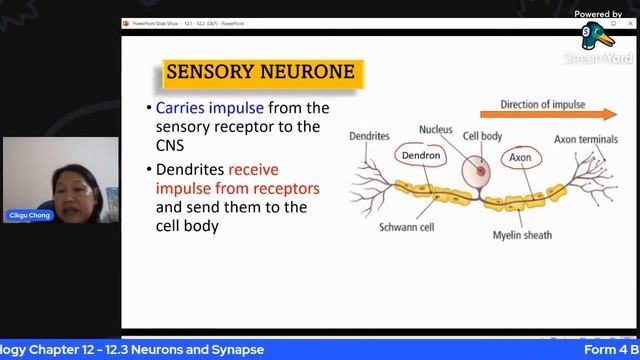 12.3 Neurones and Synapse смотреть онлайн