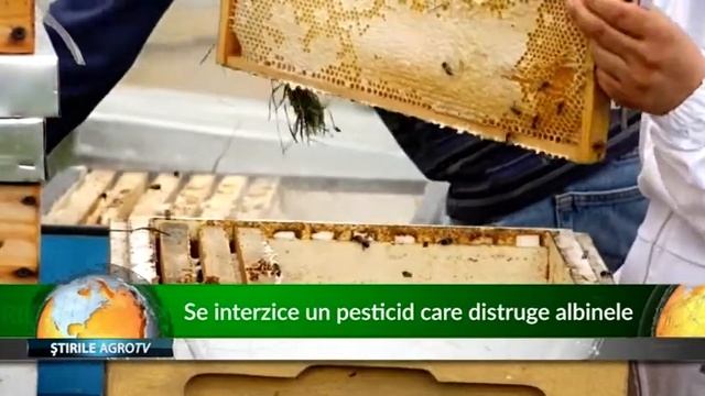 Se interzice un pesticid care distruge albinele 14 01 2020 смотреть онлайн