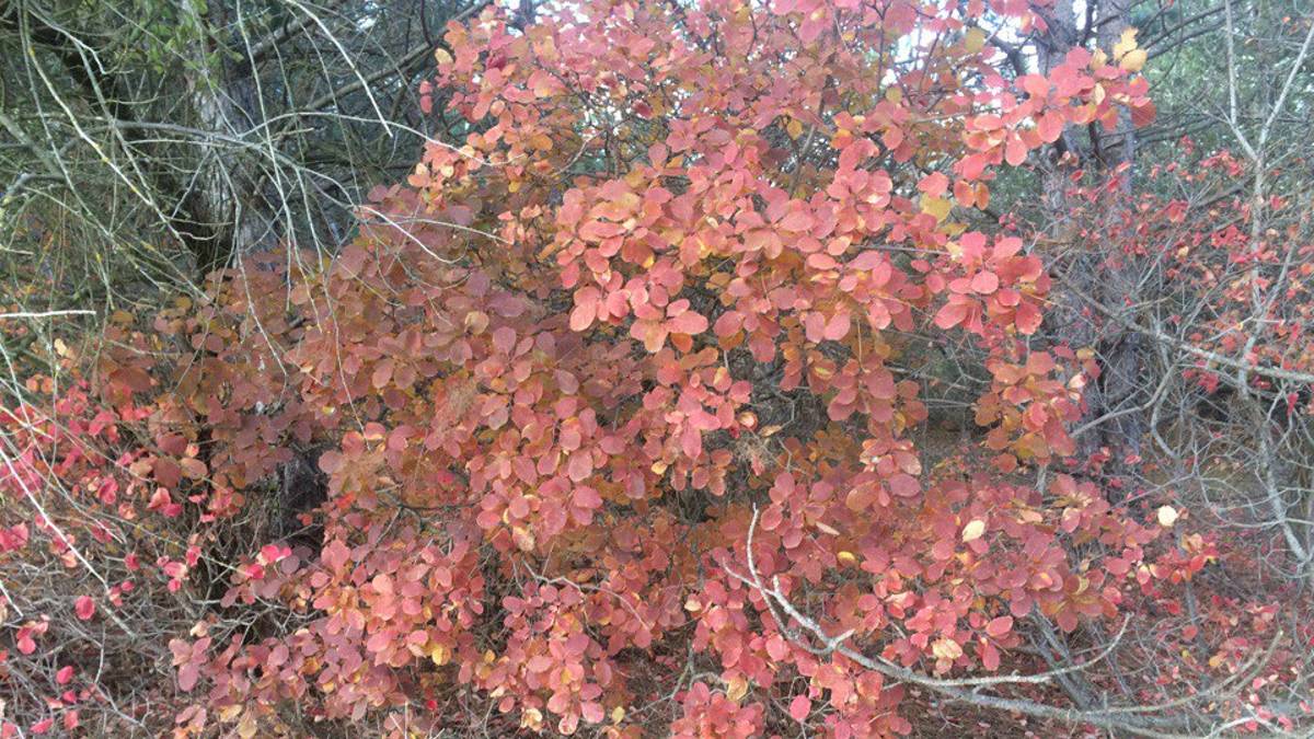 Осенние зарисовки