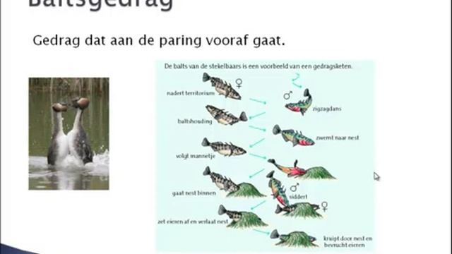 Thema 16 Ethologie instructie смотреть онлайн
