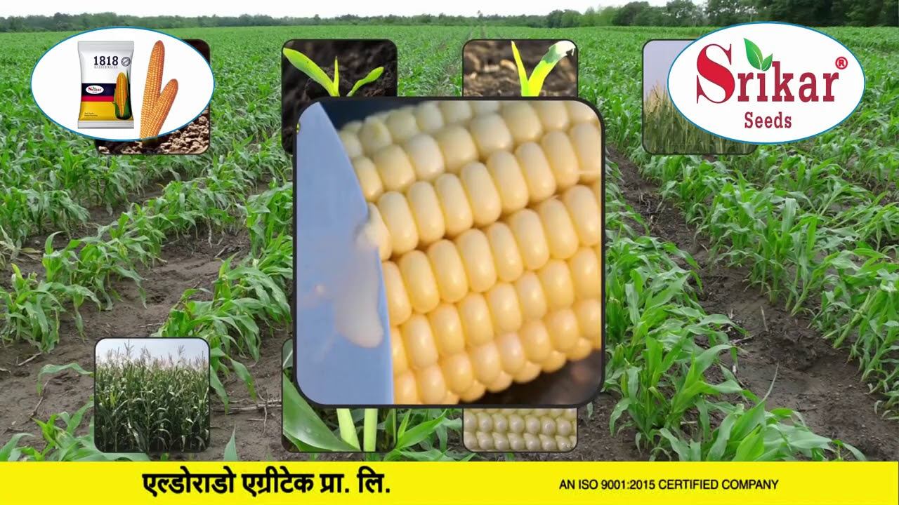 Srikar Seeds Eldorado Agritech Pvt Ltd Hydrabad смотреть онлайн