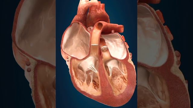 Discover the Secrets of the Heart A Mesmerizing 3D Animation #shortvideo #status #shortsyoutube смотреть онлайн