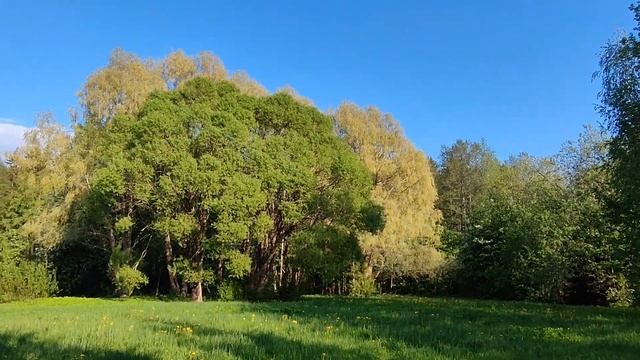 поляна. смотреть онлайн