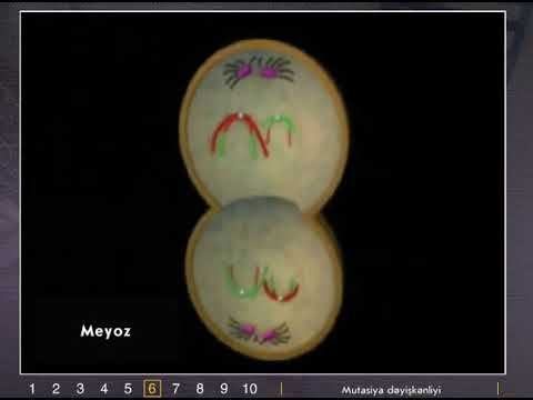 mutasiya deyishkenliyi смотреть онлайн