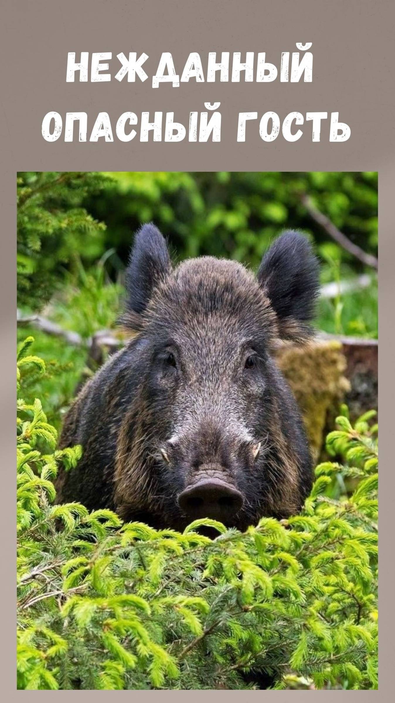 Дикий кабанчик смотреть онлайн