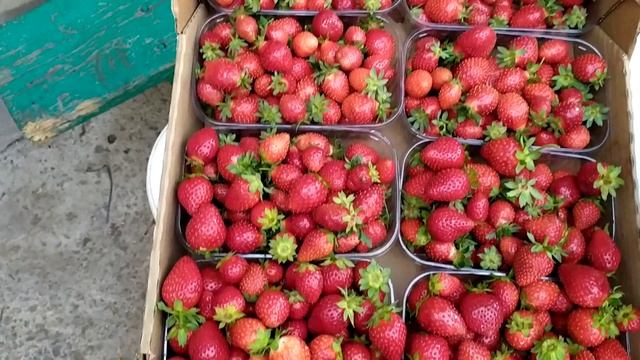 Небольшой обзор ягоды. смотреть онлайн