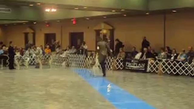 BIS AmCh CanCh Snowmist's Quidditch Seeker / SHCA National 2010 Lawrence, Kansas смотреть онлайн