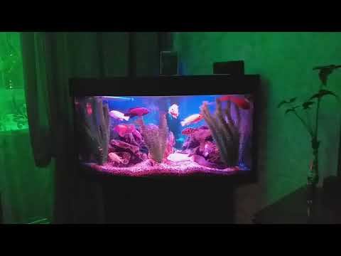Африканские цихлиды, лампы tropical. смотреть онлайн