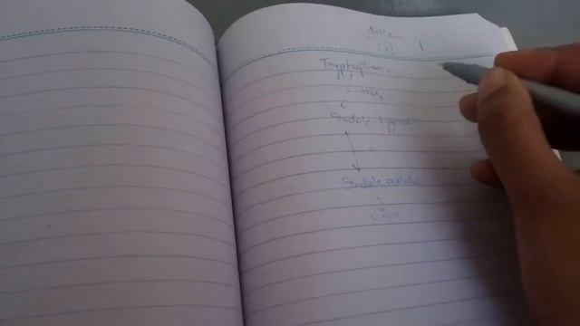 SEROTONIN PATHWAY of TRYPTOPHAN metabolism part 2 смотреть онлайн