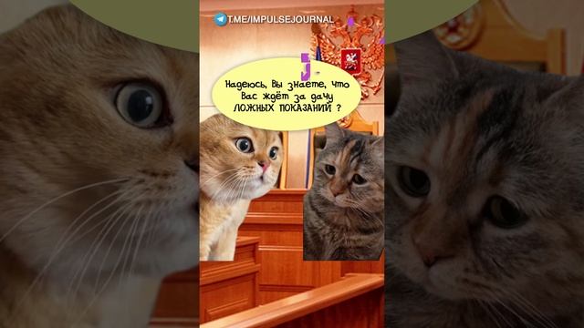 В суде #мыкотики #вмем #разговор #анекдот #шутки #кот #юмор #смешное #прикольно #мемы #cat смотреть онлайн