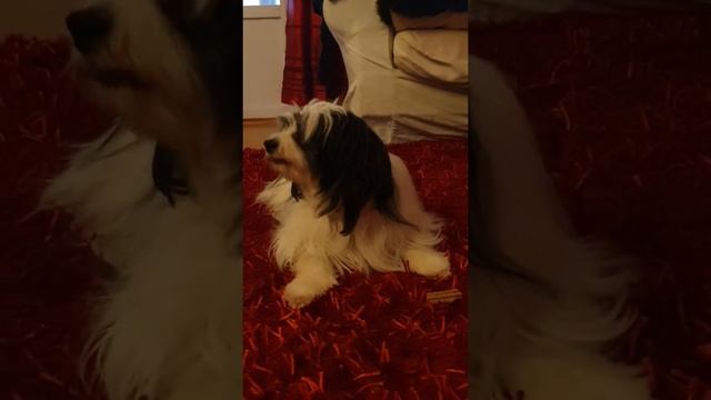 100% ärlig recension av Purina Dentalife смотреть онлайн