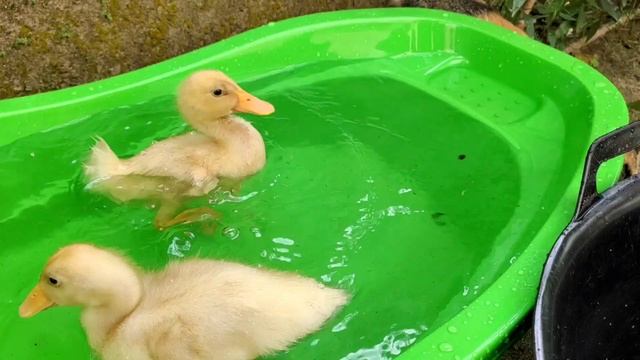 baby duck swimming in bucket of water with cat смотреть онлайн