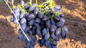 Этот виноград у нас навсегда /Уже 30 лет в коллекции /Сорт НАДЕЖДА АЗОС