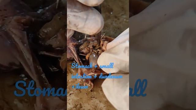 Frog dissection part 3 | Stomach + small intestine + duodenum +ileum shown clearly. смотреть онлайн
