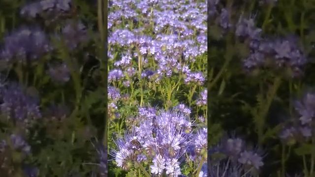 Фацелия на 10день после цветения смотреть онлайн